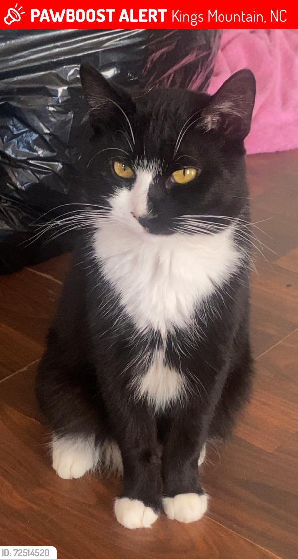 Lost Male Cat last seen Bridges st kings mountain nc, Kings Mountain, NC 28086