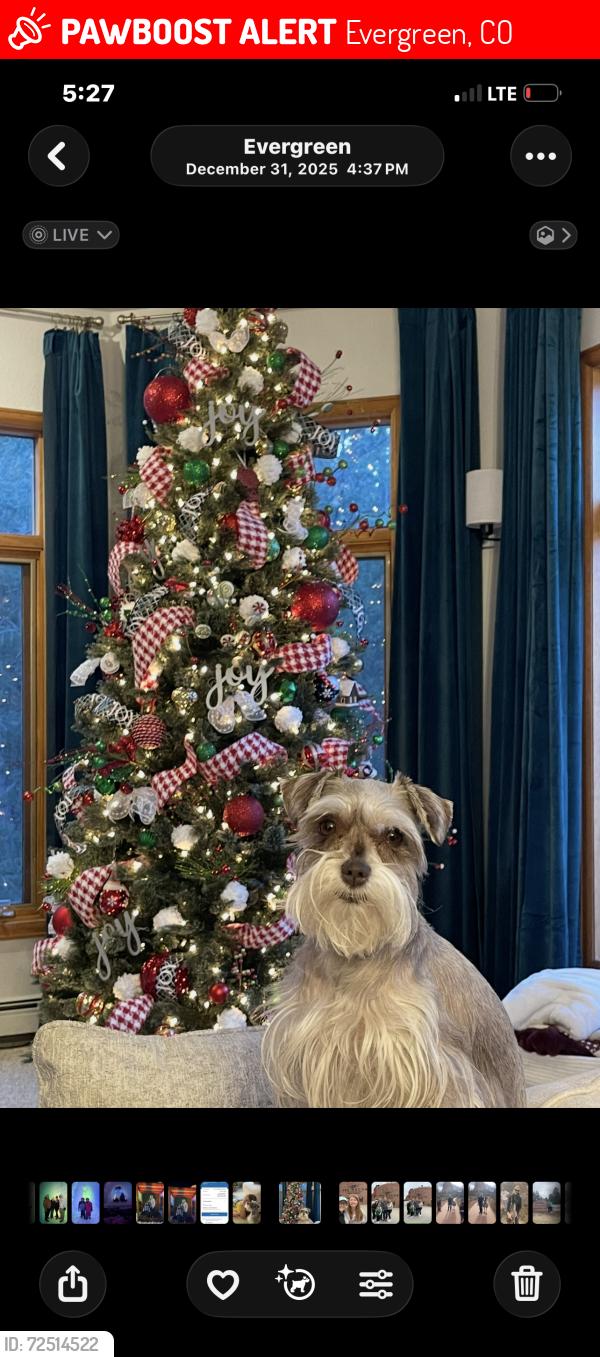 Lost Female Dog last seen Three sisters Park off of Leemasters Rd and Buffalo Park Rd., Evergreen, CO 80439