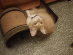 Lost Male Cat last seen Near English Street , Irving, TX 75060