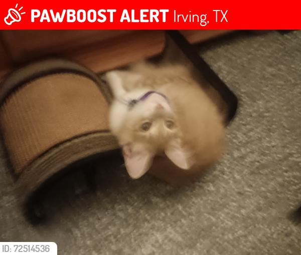 Lost Male Cat last seen Near English Street , Irving, TX 75060