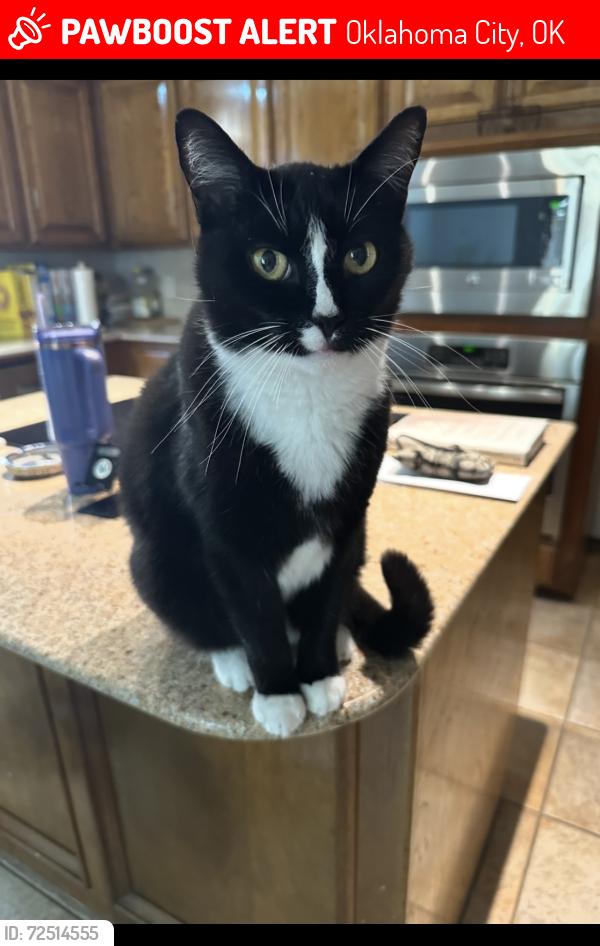 Lost Male Cat last seen SW 15 and Sara, Oklahoma City, OK 73099