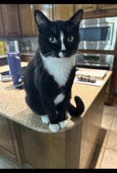 Lost Male Cat last seen SW 15 and Sara, Oklahoma City, OK 73099