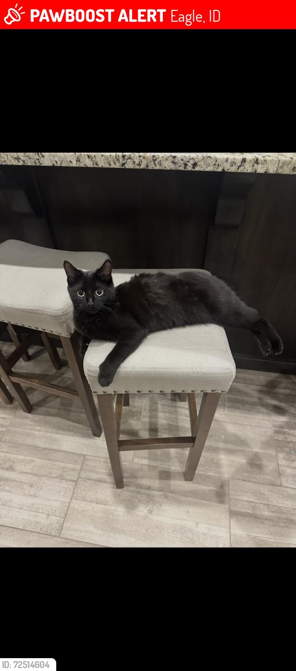 Lost Female Cat last seen Street is located between Beacon light, Linder and Floating Feather , Eagle, ID 83616