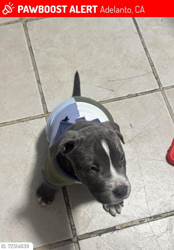 Lost Male Dog last seen Jay st & Kay st, Adelanto, CA 92301