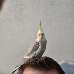 Lost Male Bird last seen Weir Canyon Rd and Blue Sky Rd., Anaheim, CA 92808