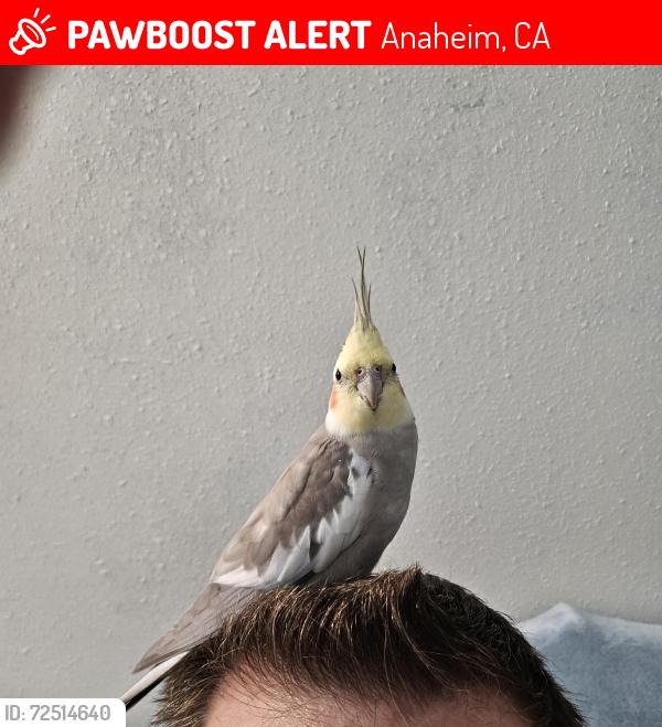 Lost Male Bird last seen Weir Canyon Rd and Blue Sky Rd., Anaheim, CA 92808