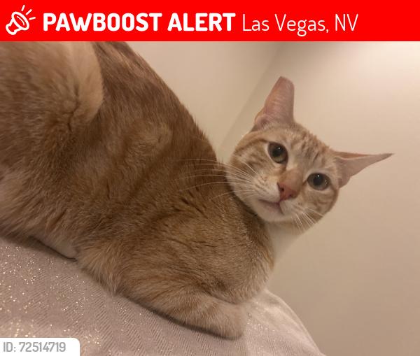 Lost Male Cat last seen Charleston and Sloan , Las Vegas, NV 89142