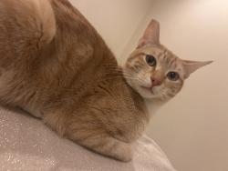 Lost Male Cat last seen Charleston and Sloan , Las Vegas, NV 89142