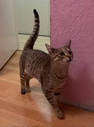 Lost Female Cat last seen Tully and South White Rd., San Jose, CA 95148
