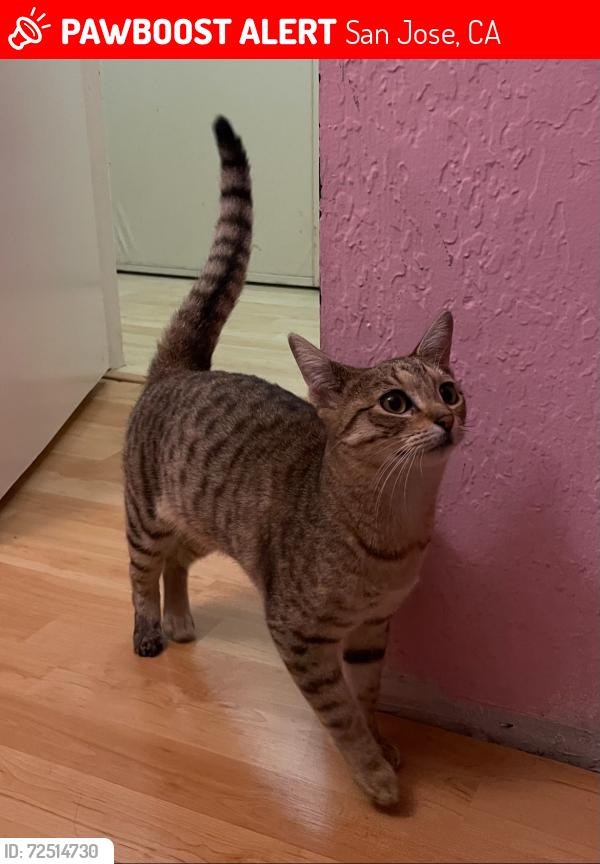 Lost Female Cat last seen Tully and South White Rd., San Jose, CA 95148