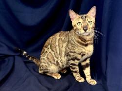 Lost Female Cat last seen Near Se Sherrett st Portland or, Portland, OR 97206