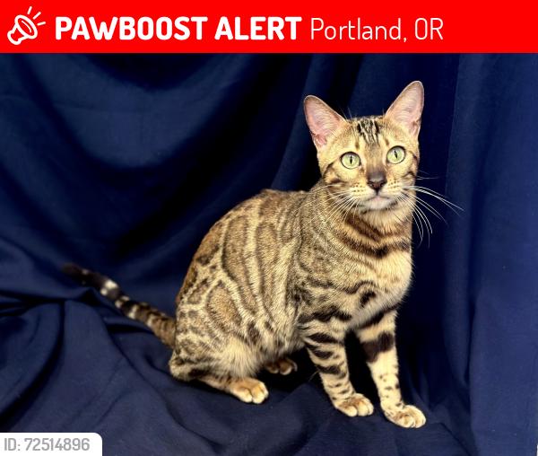 Lost Female Cat last seen Near Se Sherrett st Portland or, Portland, OR 97206