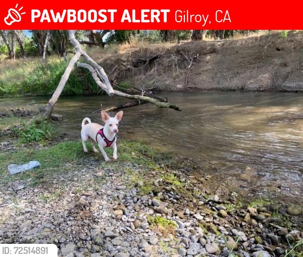 Lost Female Dog last seen Miller Ave Gilroy CA 95020 United States, Gilroy, CA 95020