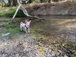 Lost Female Dog last seen Miller Ave Gilroy CA 95020 United States, Gilroy, CA 95020