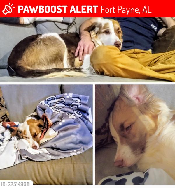 Lost Female Dog last seen County road 591 pigrams coy farm chicken housesa, Fort Payne, AL 35968