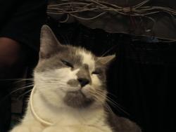 Lost Female Cat last seen Social security office , Jersey City, NJ 07305