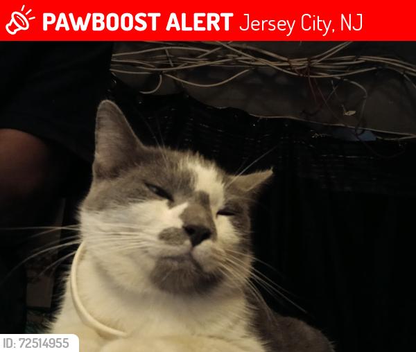 Lost Female Cat last seen Social security office , Jersey City, NJ 07305