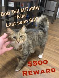 Lost Male Cat last seen Jackson’s landing cndmnium , Corpus Christi, TX 78411