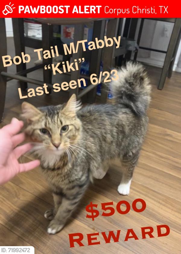 Lost Male Cat last seen Jackson’s landing cndmnium , Corpus Christi, TX 78411