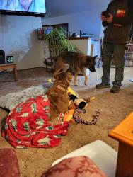 Lost Male Dog last seen Tucumemri Allsups new mexico, Tucumcari, NM 88401
