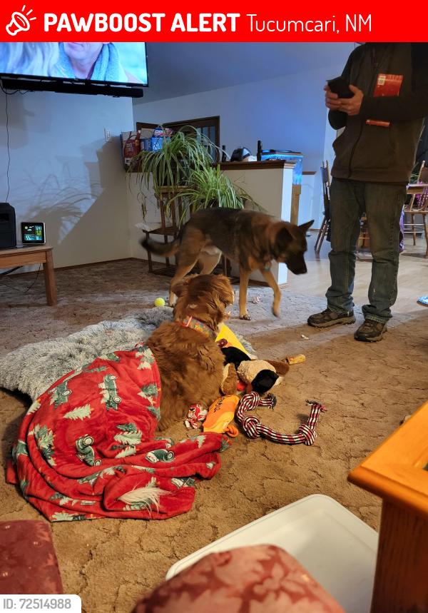 Lost Male Dog last seen Tucumemri Allsups new mexico, Tucumcari, NM 88401