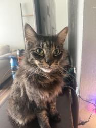 Lost Male Cat last seen Cedarwood Way, Sacramento, CA 95823