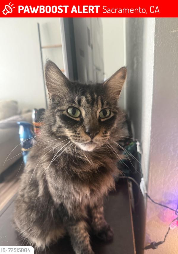 Lost Male Cat last seen Cedarwood Way, Sacramento, CA 95823