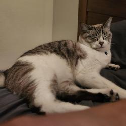 Lost Male Cat last seen Culver, Farwell, Irvine, CA 92620