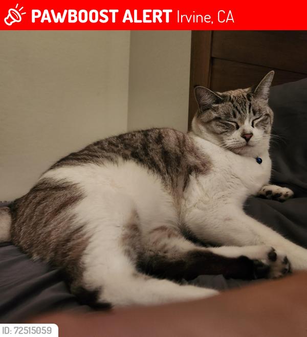 Lost Male Cat last seen Culver, Farwell, Irvine, CA 92620
