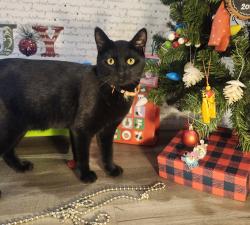 Lost Male Cat last seen Culver, Farwell, Irvine, CA 92620