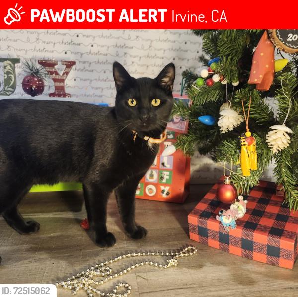 Lost Male Cat last seen Culver, Farwell, Irvine, CA 92620