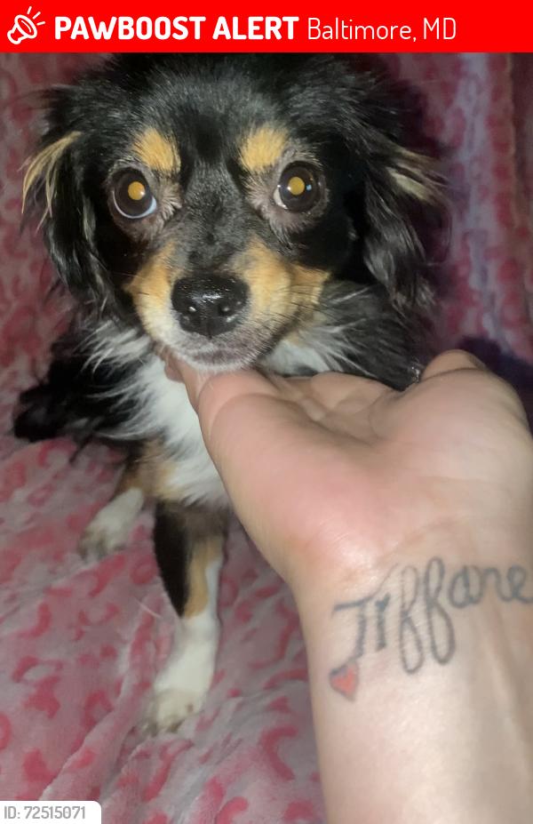 Lost Female Dog last seen Leondale park , Baltimore, MD 21216