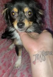 Lost Female Dog last seen Leondale park , Baltimore, MD 21216