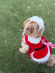 Lost Female Dog last seen Near N State Rte 89A Sedona, AZ 86336 Estados Unidos, Sedona, AZ 86336