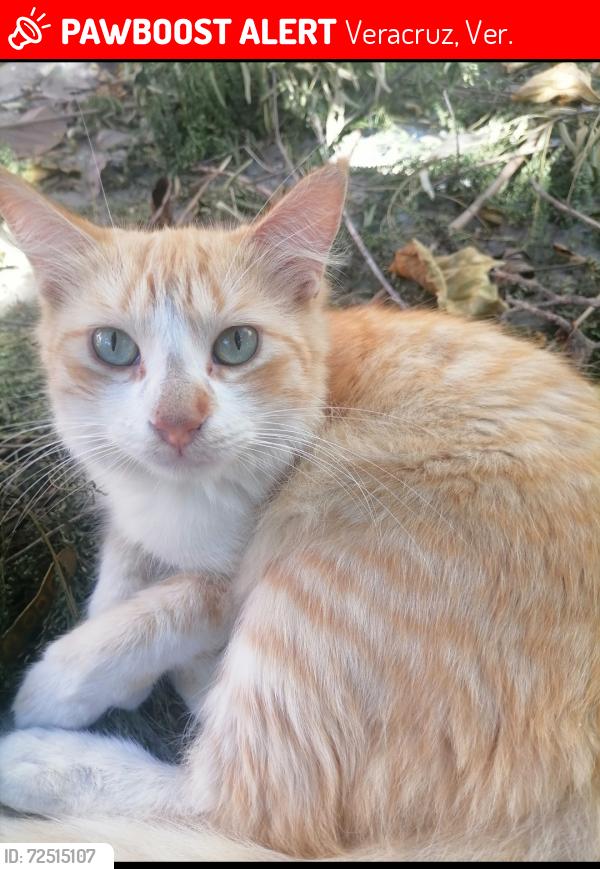 Lost Male Cat last seen Cuasia24, Reserva ll, Veracruz, Ver. 91855