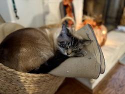 Lost Male Cat last seen Taylors Rd , Taylors, SC 29687