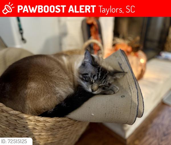 Lost Male Cat last seen Taylors Rd , Taylors, SC 29687
