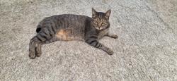 Lost Male Cat last seen Sussex lane and Stafford circle, Pace, FL 32571