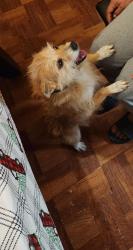Lost Male Dog last seen Near central allen and 75 , Allen, TX 75013