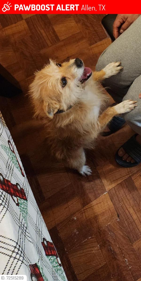 Lost Male Dog last seen Near central allen and 75 , Allen, TX 75013
