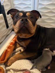 Lost Female Dog last seen Booth Pond Rd, Raeford NC 28376, Five Points, NC 28376