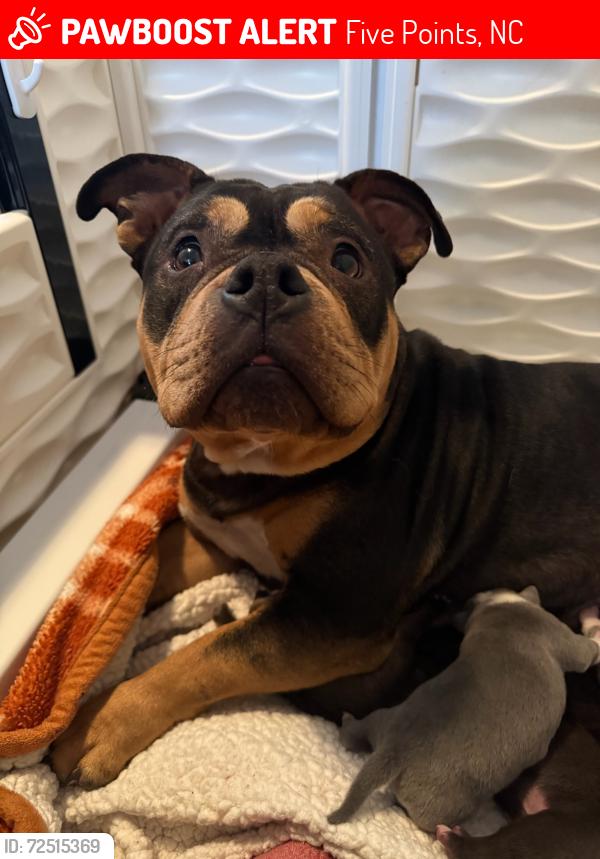 Lost Female Dog last seen Booth Pond Rd, Raeford NC 28376, Five Points, NC 28376