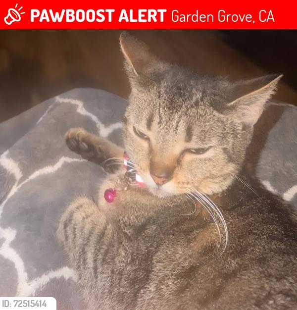 Lost Female Cat last seen Chapman/Loara, Garden Grove, CA 92840