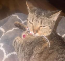 Lost Female Cat last seen Chapman/Loara, Garden Grove, CA 92840