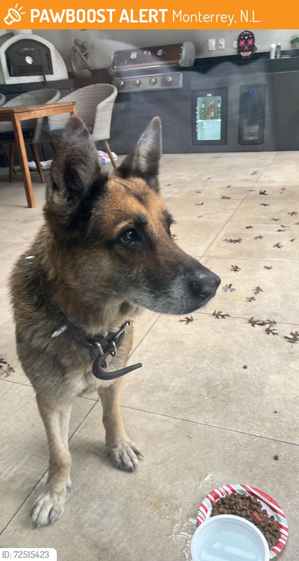 Found/Stray Male Dog last seen paseo de los leones y paseo de cumbres, Monterrey, N.L. 64349