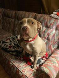 Lost Female Dog last seen Breaking time,  caseys , Sweet Springs, MO 65351