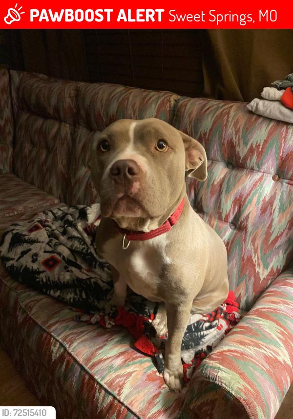Lost Female Dog last seen Breaking time,  caseys , Sweet Springs, MO 65351