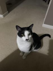 Found/Stray Female Cat last seen Fry and Clay Rd, Harris County, TX 77449
