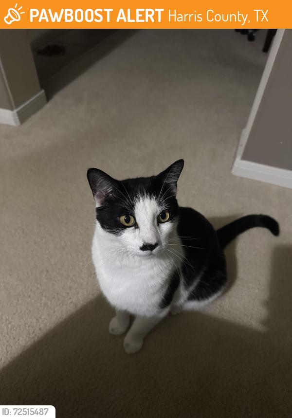 Found/Stray Female Cat last seen Fry and Clay Rd, Harris County, TX 77449