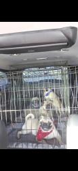 Lost Male Dog last seen Near Davila Avenue Mission Texas 78574, Mission, TX 78572